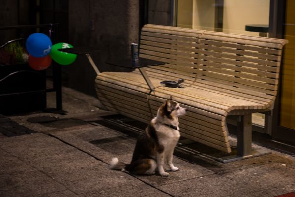 cat, dog, animal, table, HUD, Malm