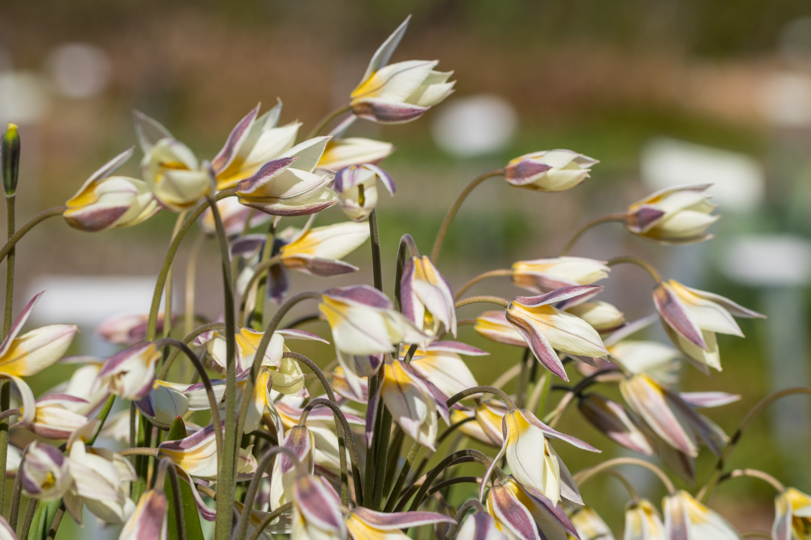 květ, květ, rostlina, tulipán, flóra, Blomma, Tulpan, exif modelu canoneos760d, geocountry, Kamera aby kánon, geocity, Model fotoaparátu canoneos760d, geostate, geolocation, exif aby kánon, EXIF isospeed 100, EXIF otvor 63, exif focallength 100mm, EXIF ef100mmf28lmacroisusm čočka, Alnarp, okvětní lístek, miniaturetulip, miniatyrtulpan, divoká rostlina, botanika, suchozemská rostlina, kvetoucí rostlina, kolouch lily