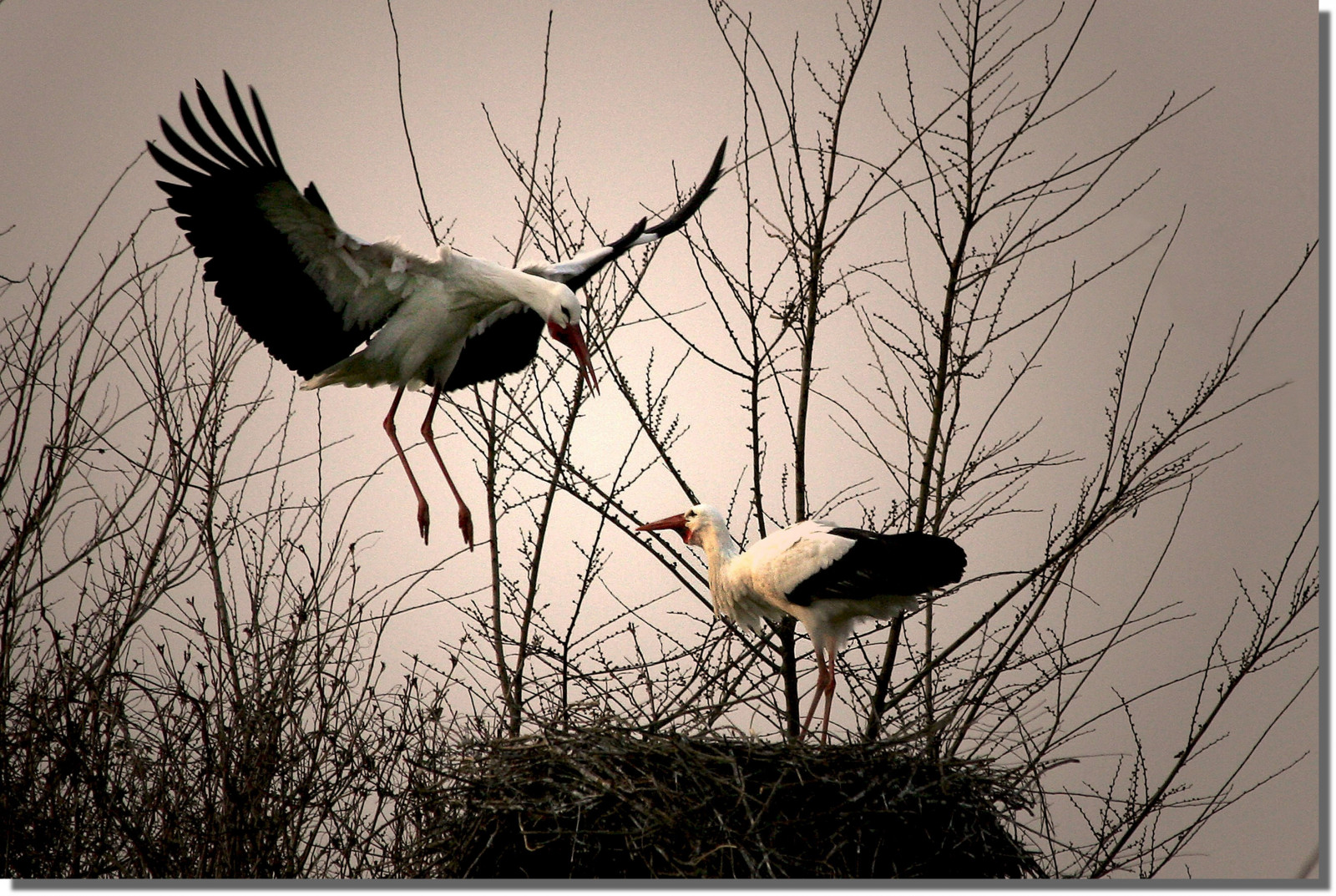 Птица, Фауна, клюв, перо, аист, филиал, Дерево, Ciconiiformes, небо, Дикая природа, Ветка, крыло, Водяная птица, stock photography