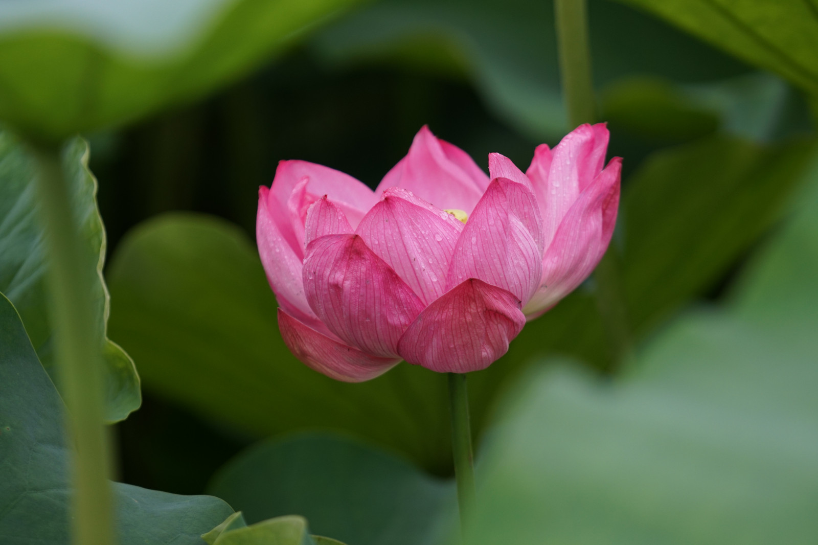 Japonsko, Sony, květ, Tokio, Lotus, jp, květ, rostlina, flóra, pupen, CC, Ueno, okvětní lístek, a6300, 6300, CreativeCommons, fe70200mm, fe70200mmf4goss, Shinobazu, botanika, suchozemská rostlina, kvetoucí rostlina, makro fotografie, závod stonek, vodních rostlin, posvátný lotos, lotus rodina, Proteales