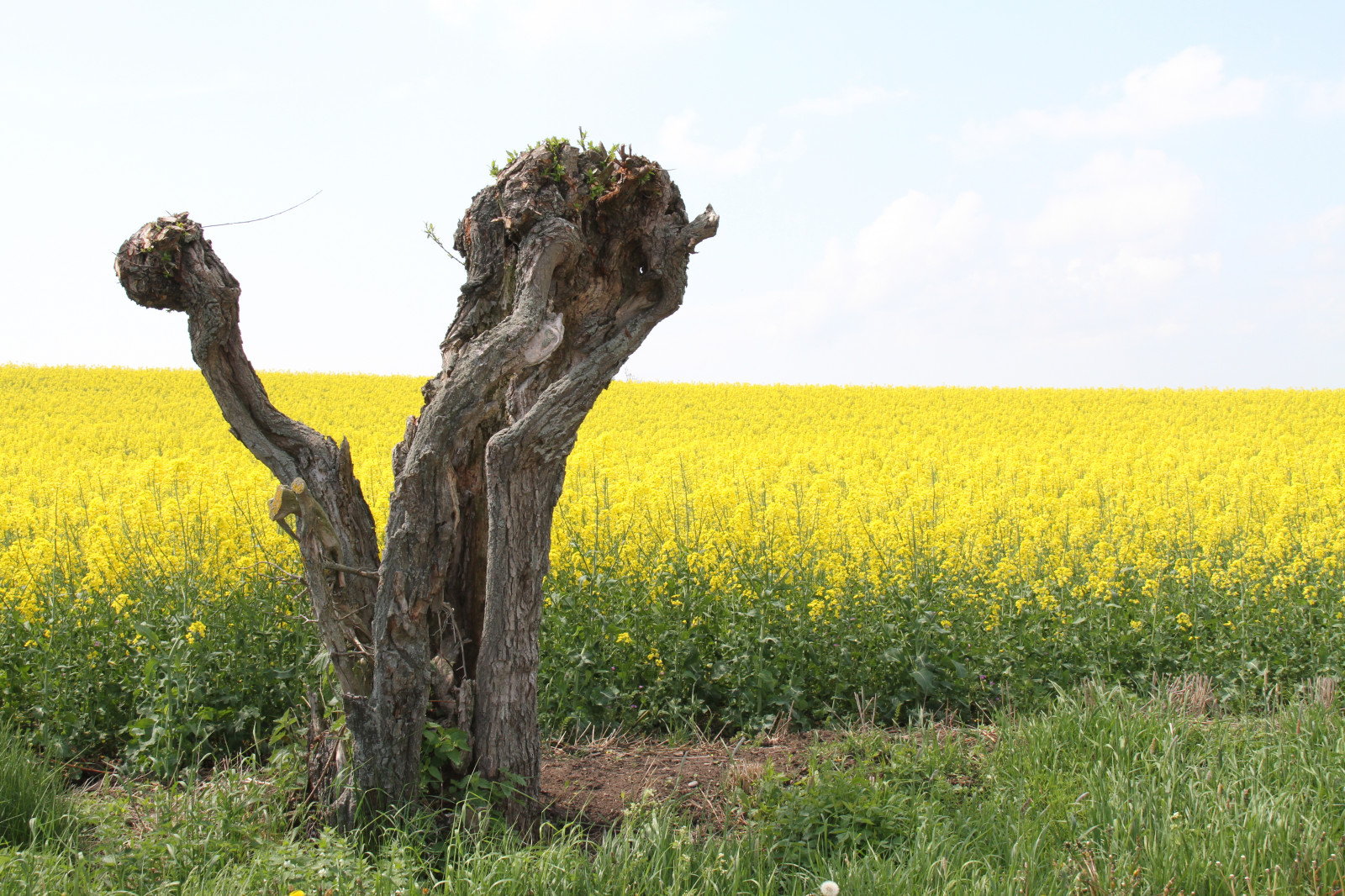 jídlo, pole, žlutý, řepkového, květ, lučina, rostlina, znásilnění, nárazy, řepka, rapefield, PIL, tři, zemědělství, louka, prostý, prérie, oříznutí, vyrobit, suchozemská rostlina, kvetoucí rostlina, tráva rodina, zeleninový, brassica, savana, hořčice závod, brassica rapa, hořčice a zelí rodina