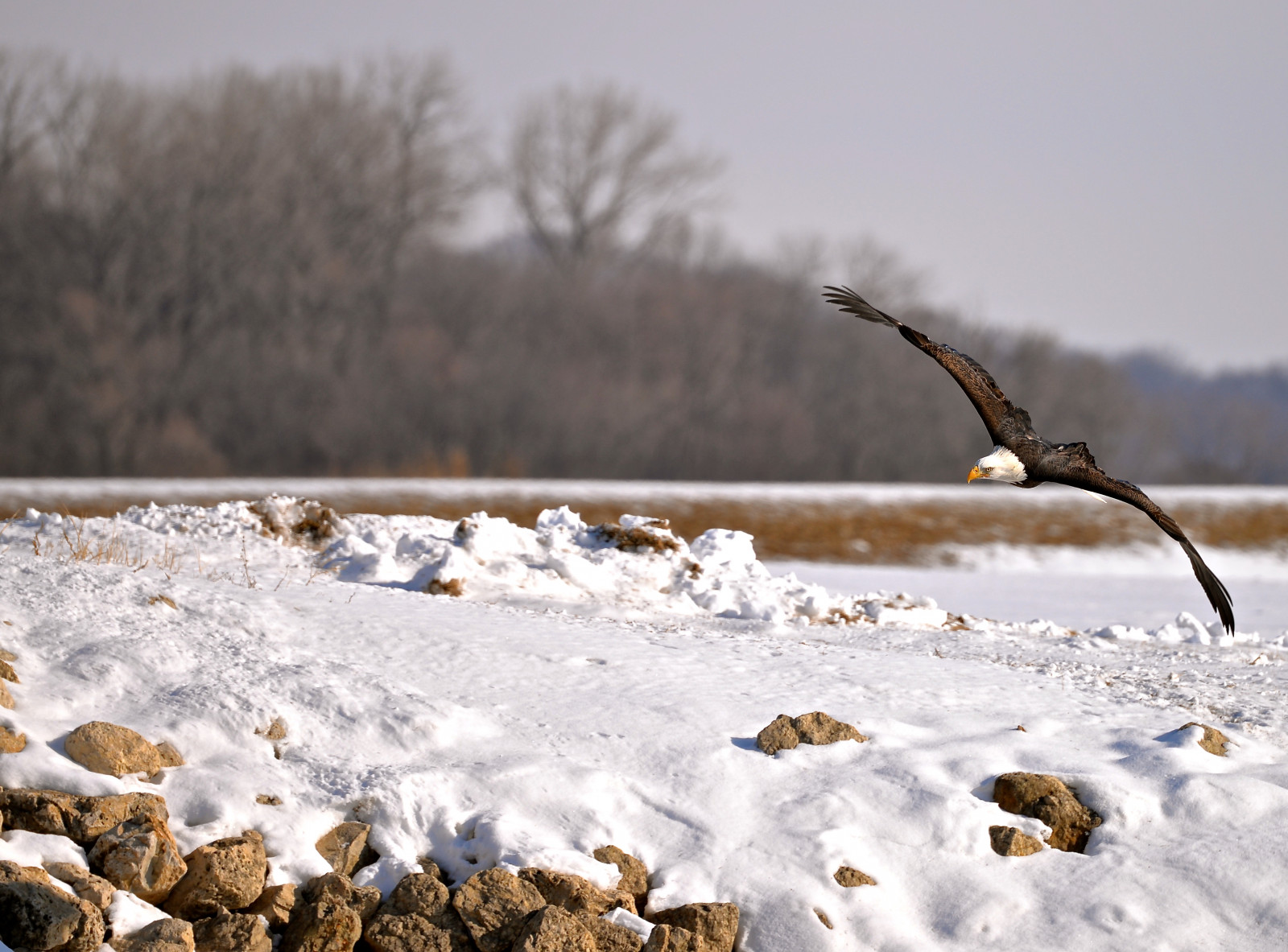 voda, nebe, sníh, zima, dřevo, větev, led, mráz, Nikon, orel, Illinois, 2015, zmrazení, Iowa, leden, strom, pták, birdsinflight, Orel bělohlavý, Mississippi, Mississippi, il, IA, větvička, nikond610, chicagoist, Hampton, ornitologie, nikon80400, americanbaldeagle, haliaeetusleucocephalus, Leclaire, Haliaeetus, Leucocephalus, Lockanddam14, Eaglesinflight