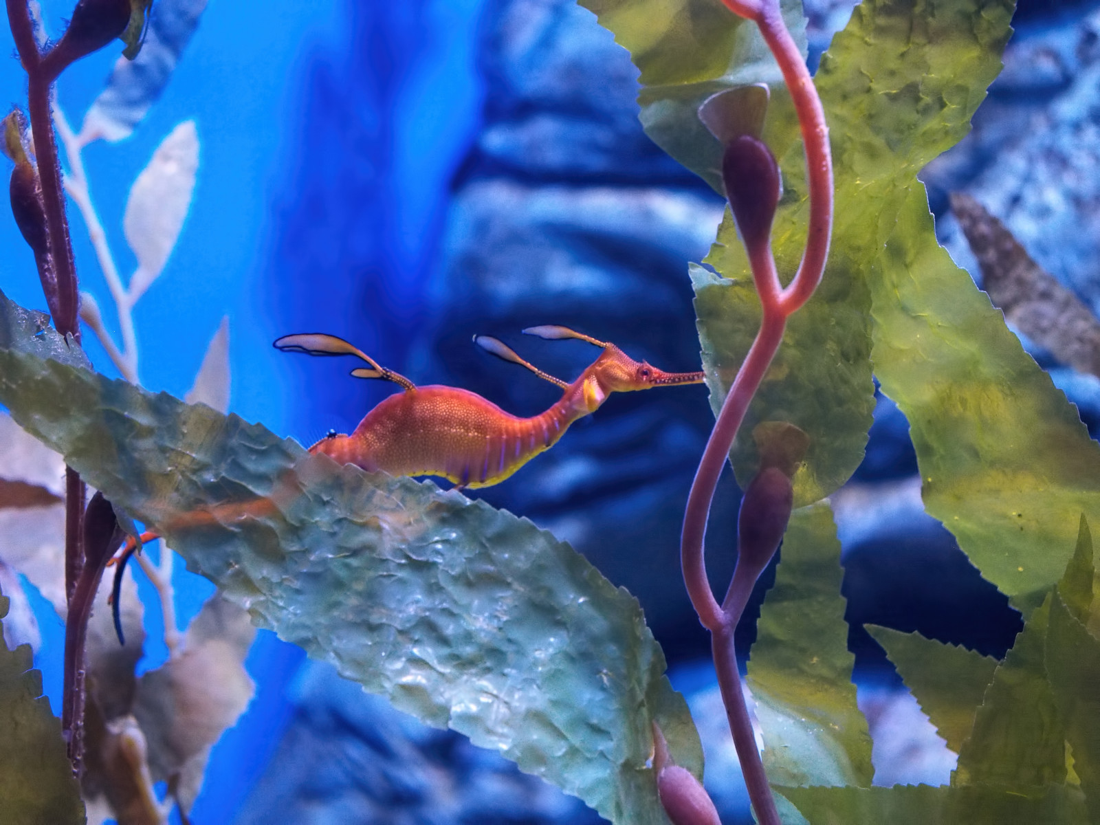 voda, Ryba, Pod vodou, akvárium, Austrálie, Perth, strom, list, rostlina, mořský koník, ekosystém, mořská biologie, organismus, korálový útes fish, sladkovodní akvárium, olympus60mmf28, seadragon, weedyseadragon