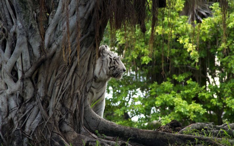 forest, animals, nature, tiger, wildlife, branch forest, animals, nature, tiger, wildlife, branch