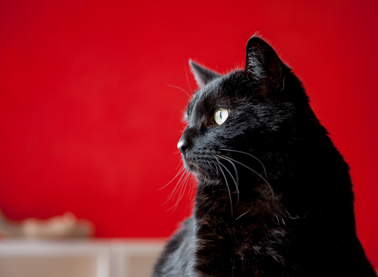 Ella, kočka, povídat si, gato, gatto, neko, katze, schwarz, Černá, Noir, Redbackground, canoneos5d, Canonef2470l28i, prozkoumal
