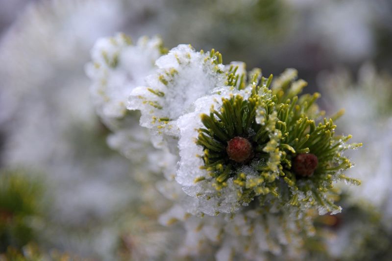 fiori, natura, macro, la neve, fotografia, verde fiori, natura, macro, la neve, fotografia, verde