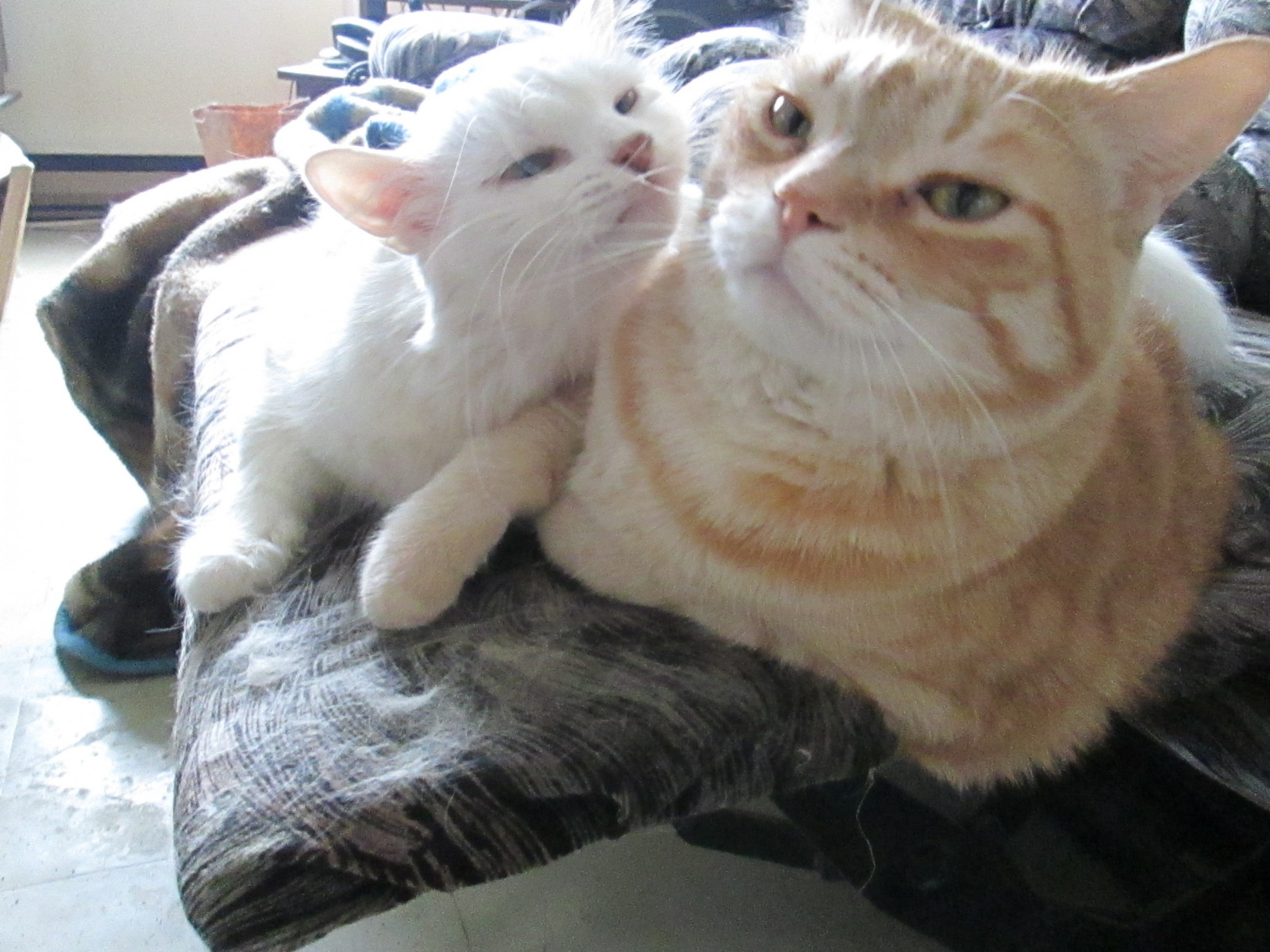 katte, Kæledyr, Canon, killinger, maggie, grønne øjne, Caro, whitecats, tigercats, norwegianforestcats, chanelchat, vigilantphotographersunite, vpu2, vpu3, vpu4, vpu5, vpu6, vpu7, vpu8, vpu9, vpu10, friendofzeeusphoebe