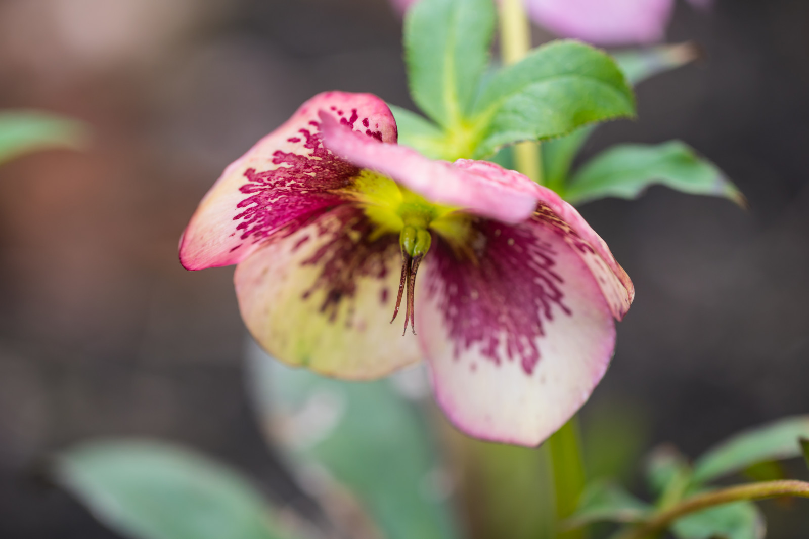 fiorire, primavera, fiore, pianta, flora, Lund, botaniskatr dg rden, v r, giardino botanico, petalo, christmasrose, julros, Fiore di campo, botanica, impianto di terra, pianta fiorita, avvicinamento, fotografia macro, famiglia viola, elleboro
