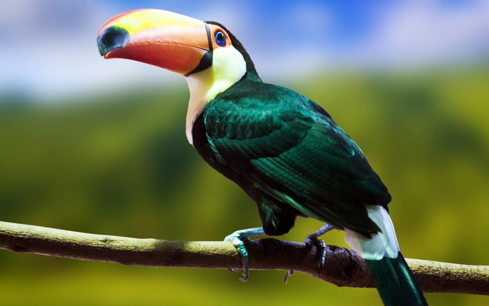 15, 1920x1200 px, นก, นกแก้ว, Toucan, ร้อน