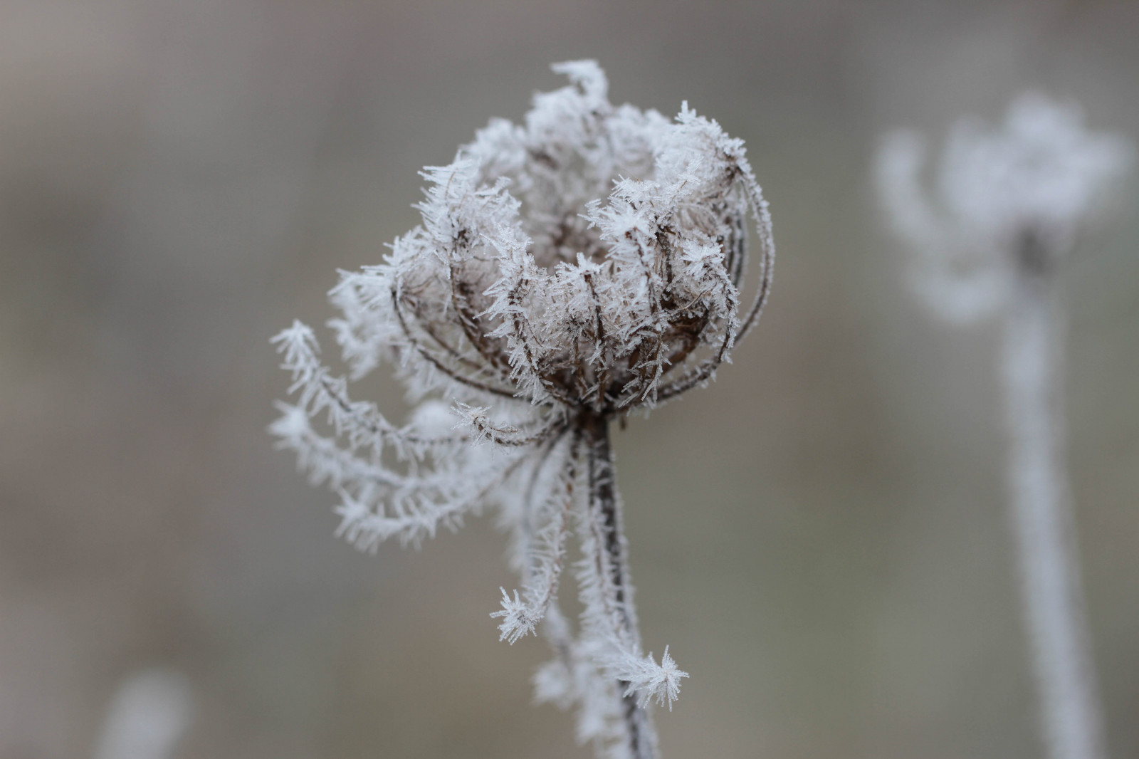 sne, vinter, afdeling, frost, forår, Fryser, blomst, flora, Kvist, computer tapet, tæt på, makrofotografering, stængelplante, queenanneslace, Vorst, wildepeen, stock photography
