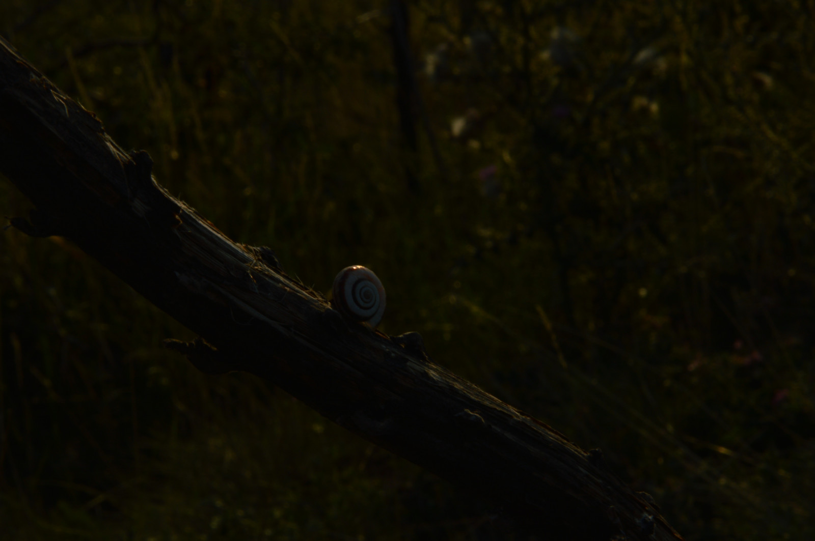 slunečnímu záření, les, noc, voda, Příroda, odraz, tráva, fotografování, zelená, ráno, Přirozené světlo, hlemýžď, světlo, strom, podzim, list, tma, místo výskytu, přírodní prostředí, makro fotografie