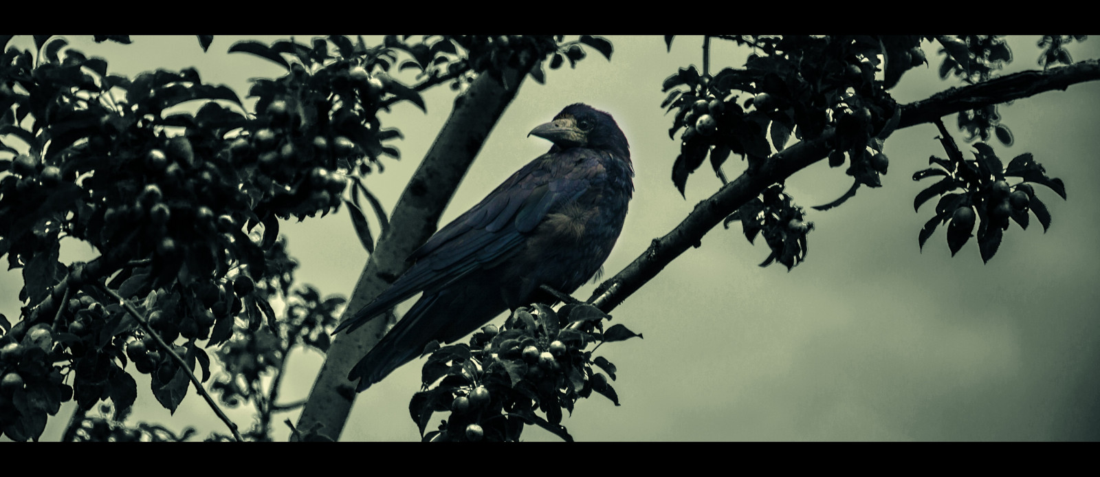 krajina, černobílý, Příroda, větev, Havran, sépie, vrána, pták, křídlo, fauna, Černý a bílý, monochromatické fotografování, prohlížení pták, obratlovců, vrána jako pták