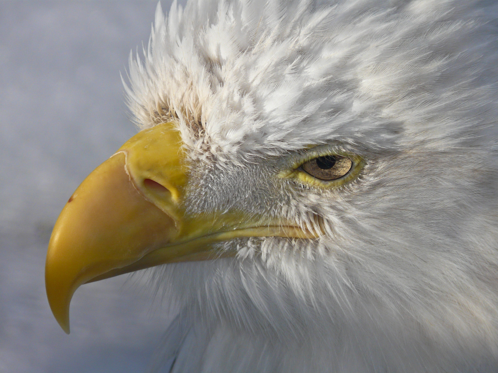 zima, bílý, sníh, Kanada, detail, Calgary, pták, Příroda, ptactvo, horizontální, fauna, digitální, venku, lumix, zoologická zahrada, Účtovat, seasons, obraz, orel, Volně žijících živočichů, Orel bělohlavý, zobák, peří, střela do hlavy, fotografie, raptor, Alberta, pointandshoot, boční pohled, zajatý, ornitologie, haliaeetusleucocephalus, influenza, calgaryzoo, dokonalost, colorimage, feelsgood, southernalberta, Jeden pták, všechna práva vyhrazena, beautifulexpression, annkelliott, avianexcellence, FZ18, panasonicdmcfz18, birdshare, anneelliott2009, P1460626fz18