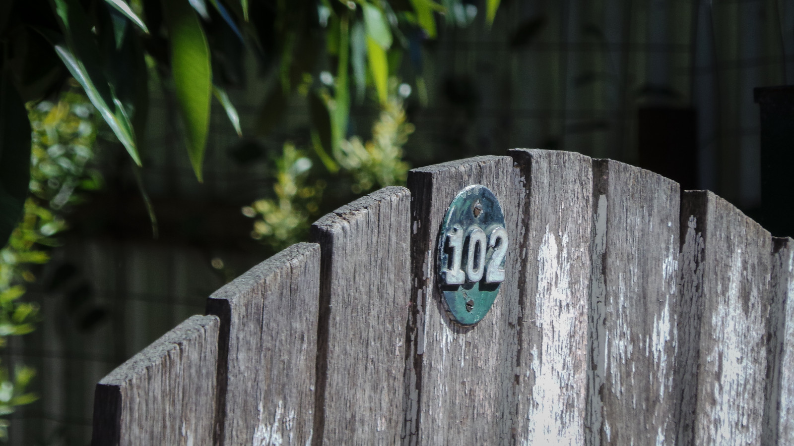 bílý, zelená, kov, zahrada, dřevěný, brána, malovat, oblouk, zoom, Samsung, Talíř, Adelaide, zakřivený, Křoví, vykotlaný, tyčka, Šroubované, Vločkovité, Surburbia, theen, Foliagetree, 102frame