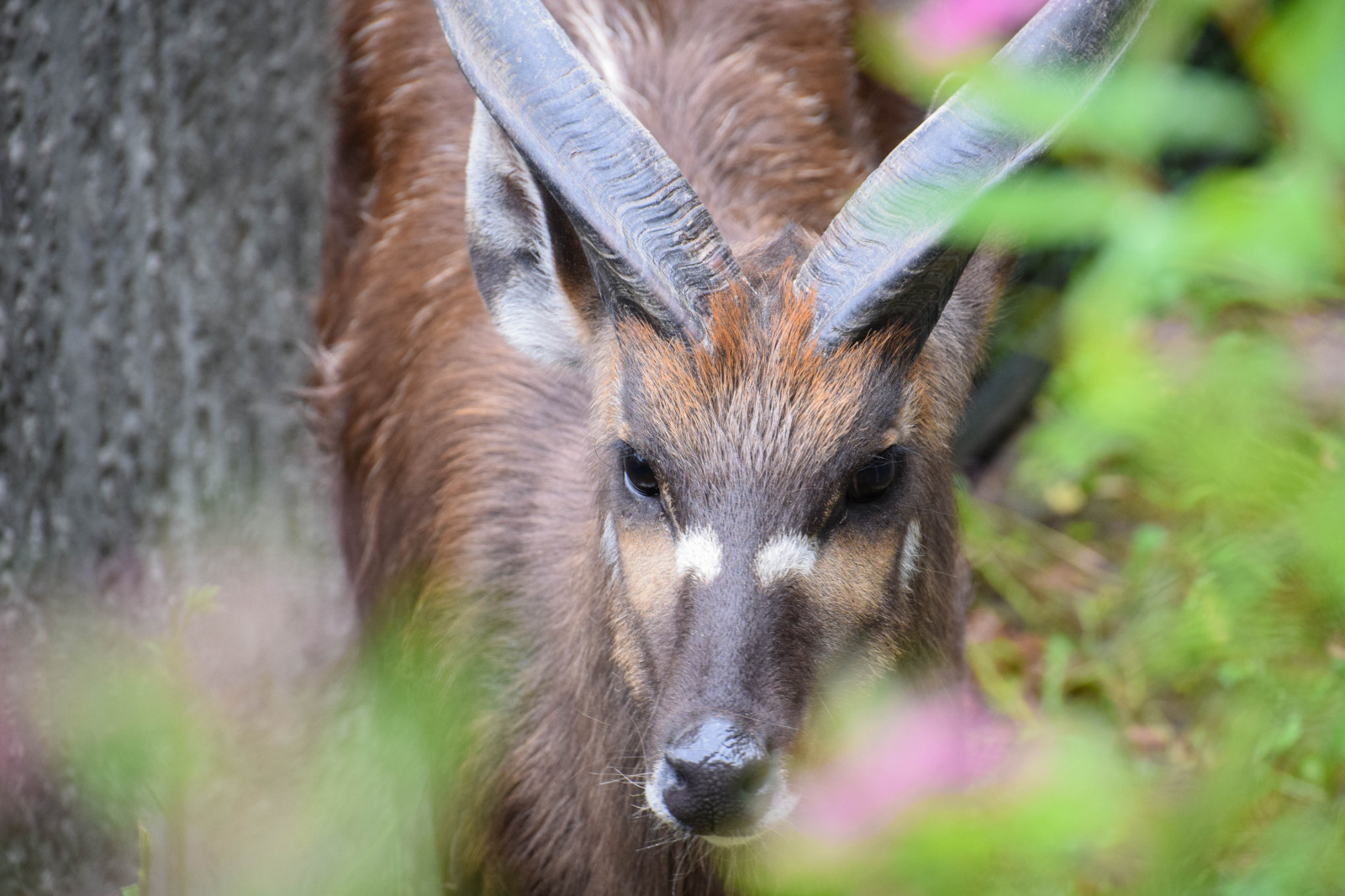 Příroda, Německo, Volně žijících živočichů, zoologická zahrada, Evropa, Berlín, kamzík, zvíře, venkovní, de, Německo, zoologischergarten, budapesterstrasse, berlinszoo, Bock, fauna, savec, obratlovců