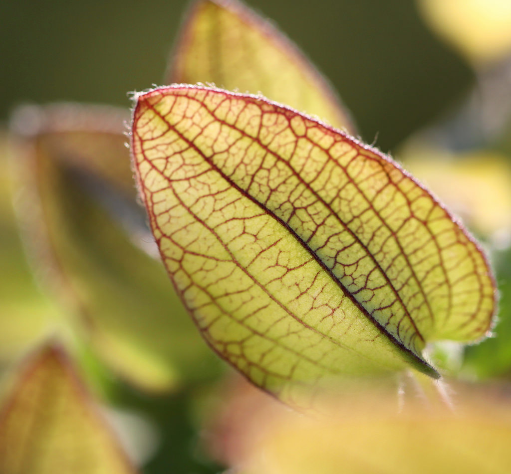 sinar matahari, Daun-daun, alam, fotografi, makro, cabang, hijau, kuning, norma, pohon, musim gugur, daun, bunga, menanam, musim, Flora, tunas, daun bunga, 100mm28lmacro, nederland, Belanda, thegalaxy, infinitexposure, menghasilkan, botani, merapatkan, fotografi makro, batang tanaman