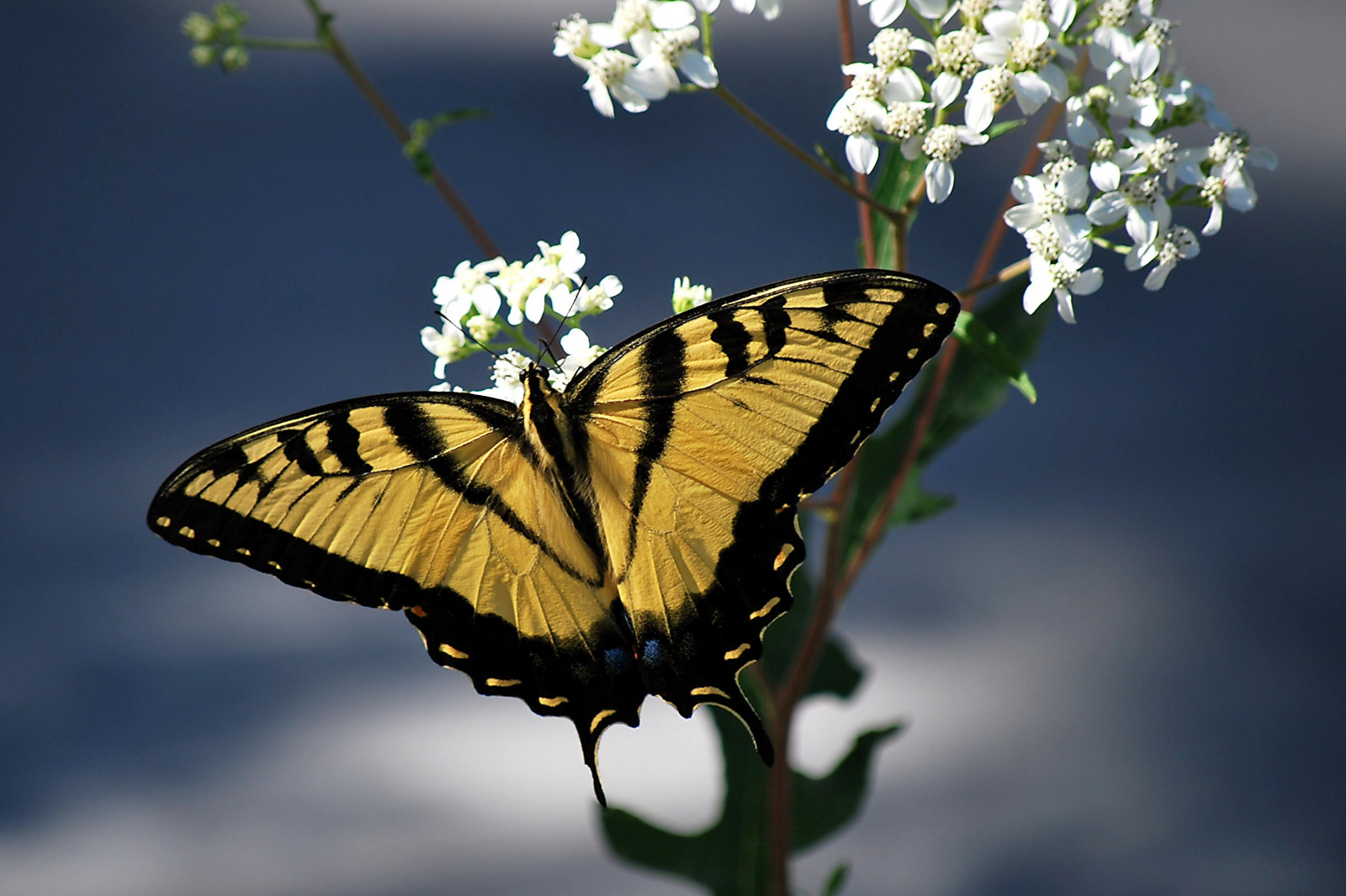 tiger, sommerfugl, insekt, forår, Florida, fjedre, østlige, blomst, alle, bevare, bæk, paradis, allnaturesparadise, nikond60, naturer, makrofotografering, hvirvelløse, leddyr, organisme, nektar, bestøver, møl og sommerfugle, lycaenid, monark sommerfugl, Pieridae, børste footed sommerfugl, svalehale, tarpon, Brooker, smallcreatureswilllovethisplace, bbflower