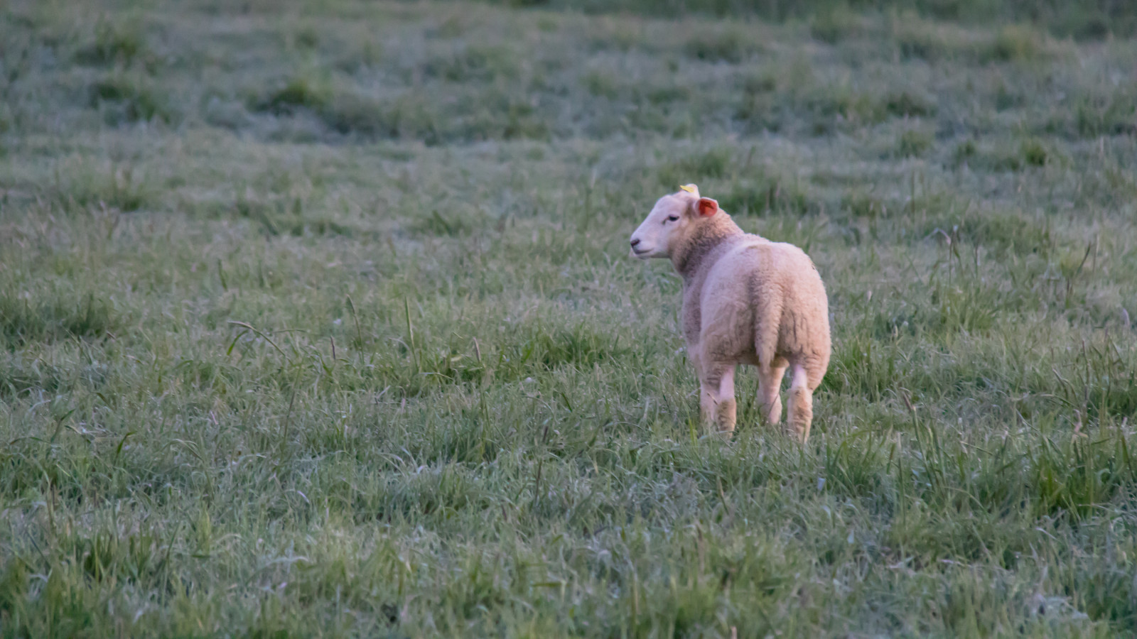 tráva, Volně žijících živočichů, ovce, tundra, jehněčí, step, zvíře, lučina, DJUR, pastvina, f r, Lamm, stádo, louka, fauna, savec, prérie, ovce, místo výskytu, přírodní prostředí, ekosystém, pastvisko