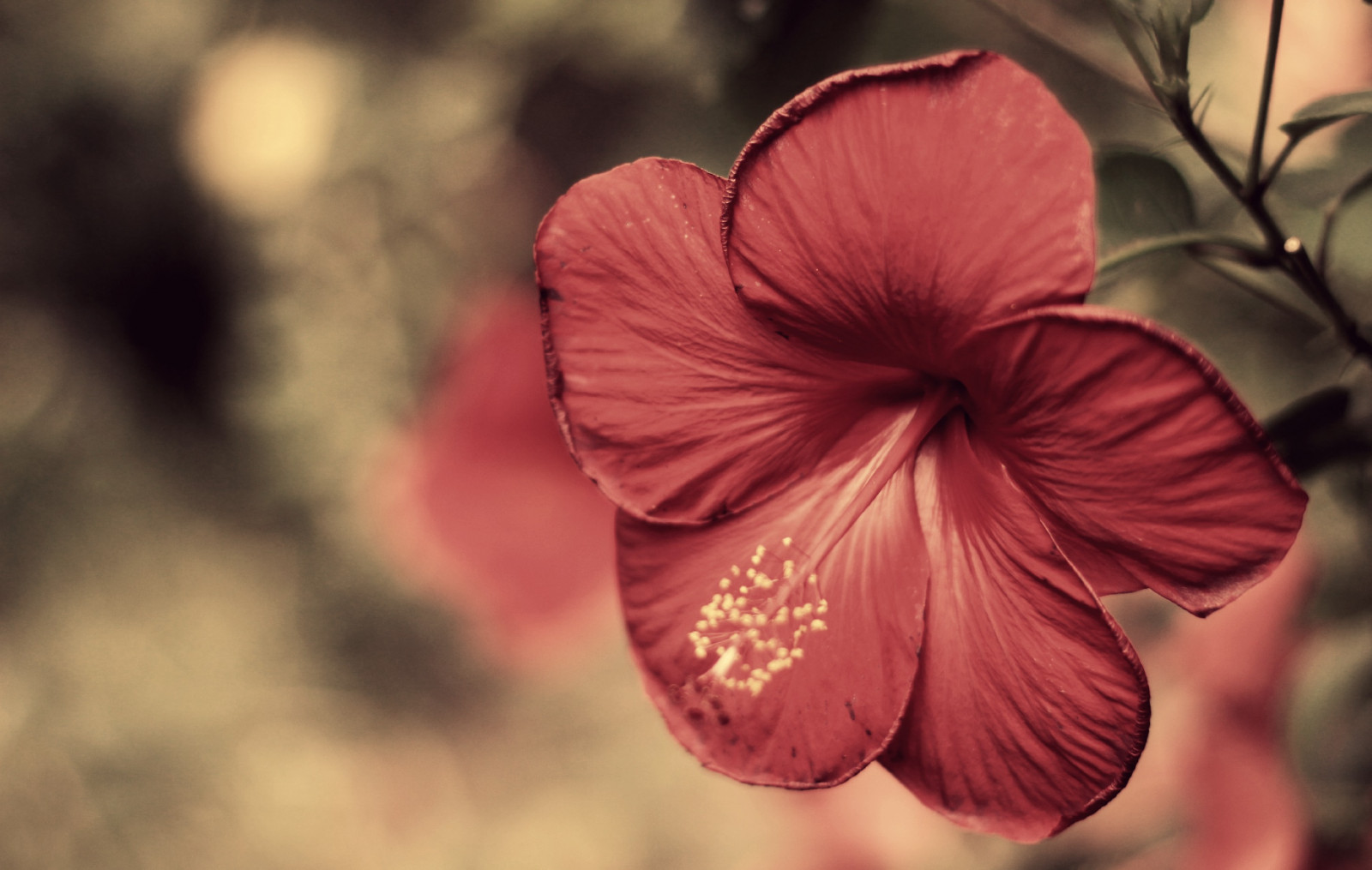 Wallpaper red, green, yellow, blossom, spring, hibiscus, open, flower