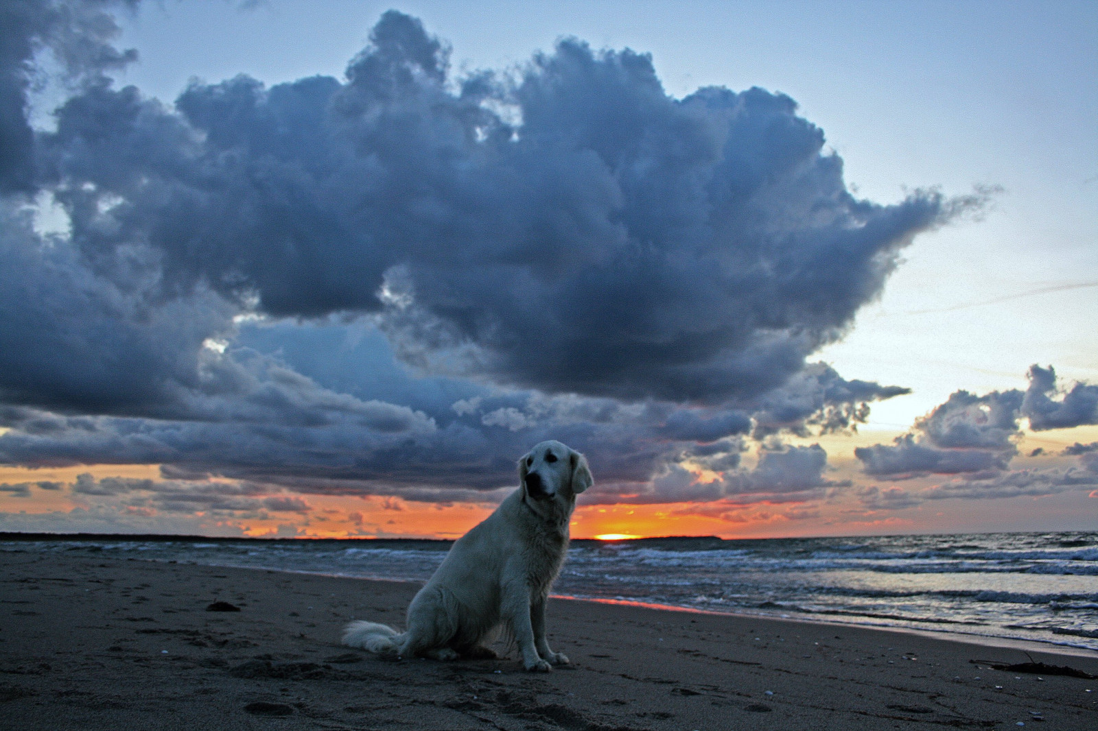 slunečnímu záření, západ slunce, moře, pobřeží, písek, nebe, mraky, pláž, svítání, ráno, pobřeží, Pes, vítr, horizont, říjen, Arktický, soumrak, mrak, počasí, svítání, saariysqualitypictures, oceán, vlna, 100commentgroup, mořská vlna, Zlatý retriever