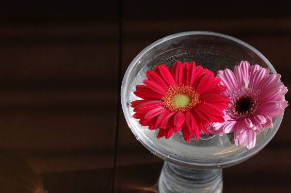 red,pink,daisies,gerbera