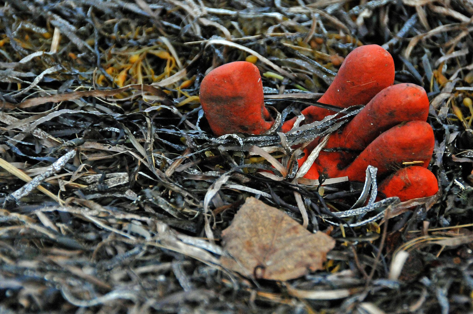 rød, Canada, tang, Nova Scotia, legeme, Gratis, handske, dennis, bueskytte, D300, iamcanadian, bluerocks, 18200vr, dennisjarvis, archer10, dennisgjarvis