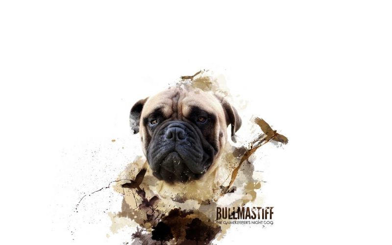 1920x1200 px, bullmastiff, dog, dogs