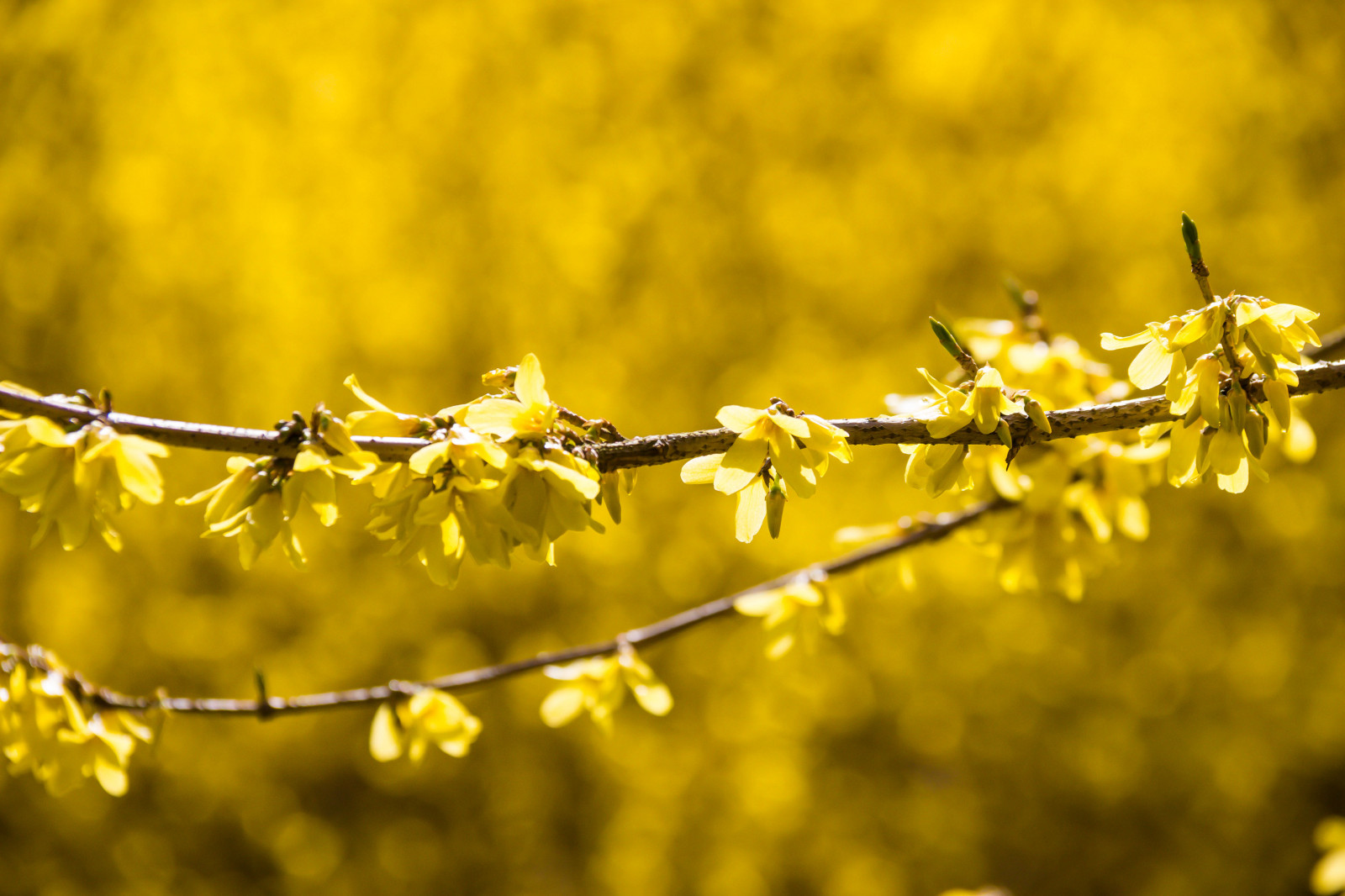 Wallpaper sunlight, garden, nature, park, branch, yellow, frost