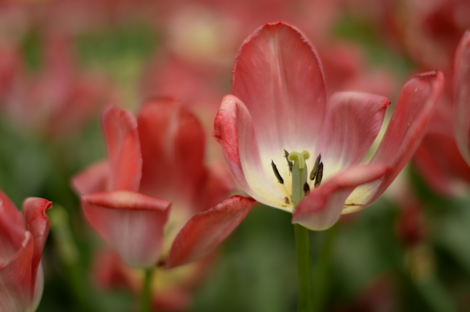 Parasole Compatibile Obiettivi 67 Mm Diametro Parasole Per - Foto 13