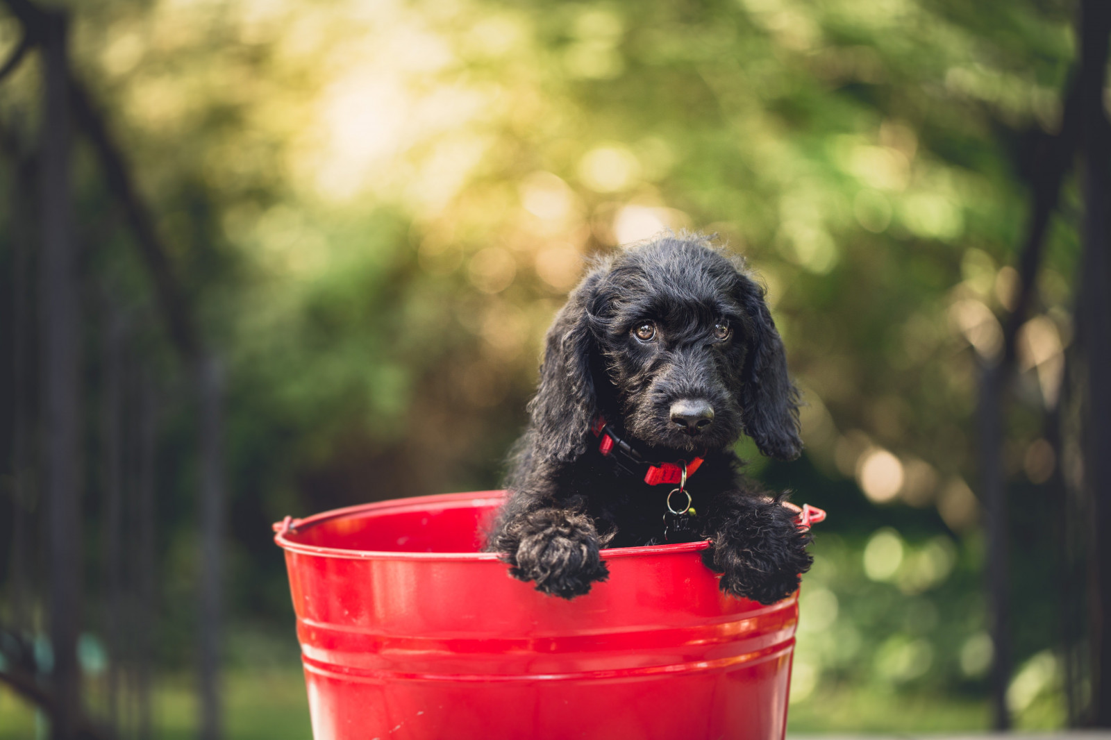 Wallpaper 5472x3648 Px Bucket Depth Of Field Dog 5472x3648 