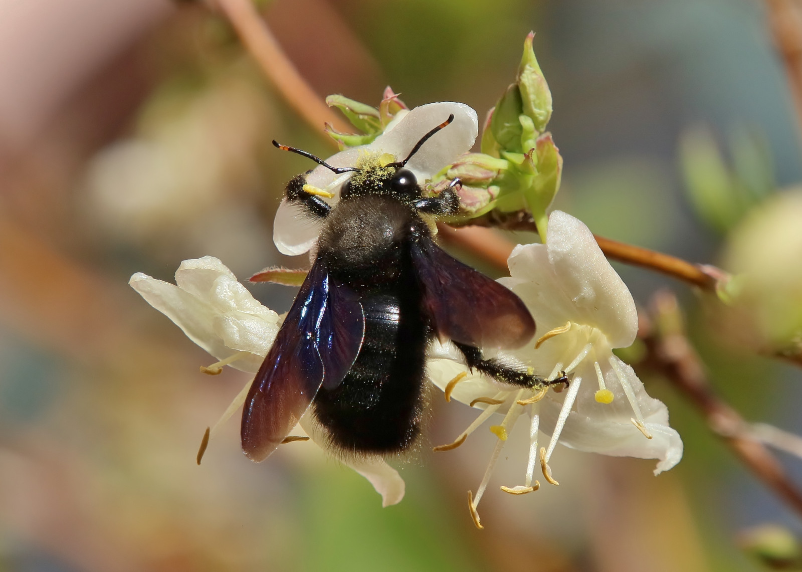 Wallpaper Pollen Bumblebee Bee Wasp Flora Makro Insekt Onlythebestofnature Pest Hornet Macro Photography Invertebrate Arthropod Membrane Winged Insect Nectar Honey Bee Pollinator Canoneos5dsr Biene Givemefive Scarabs