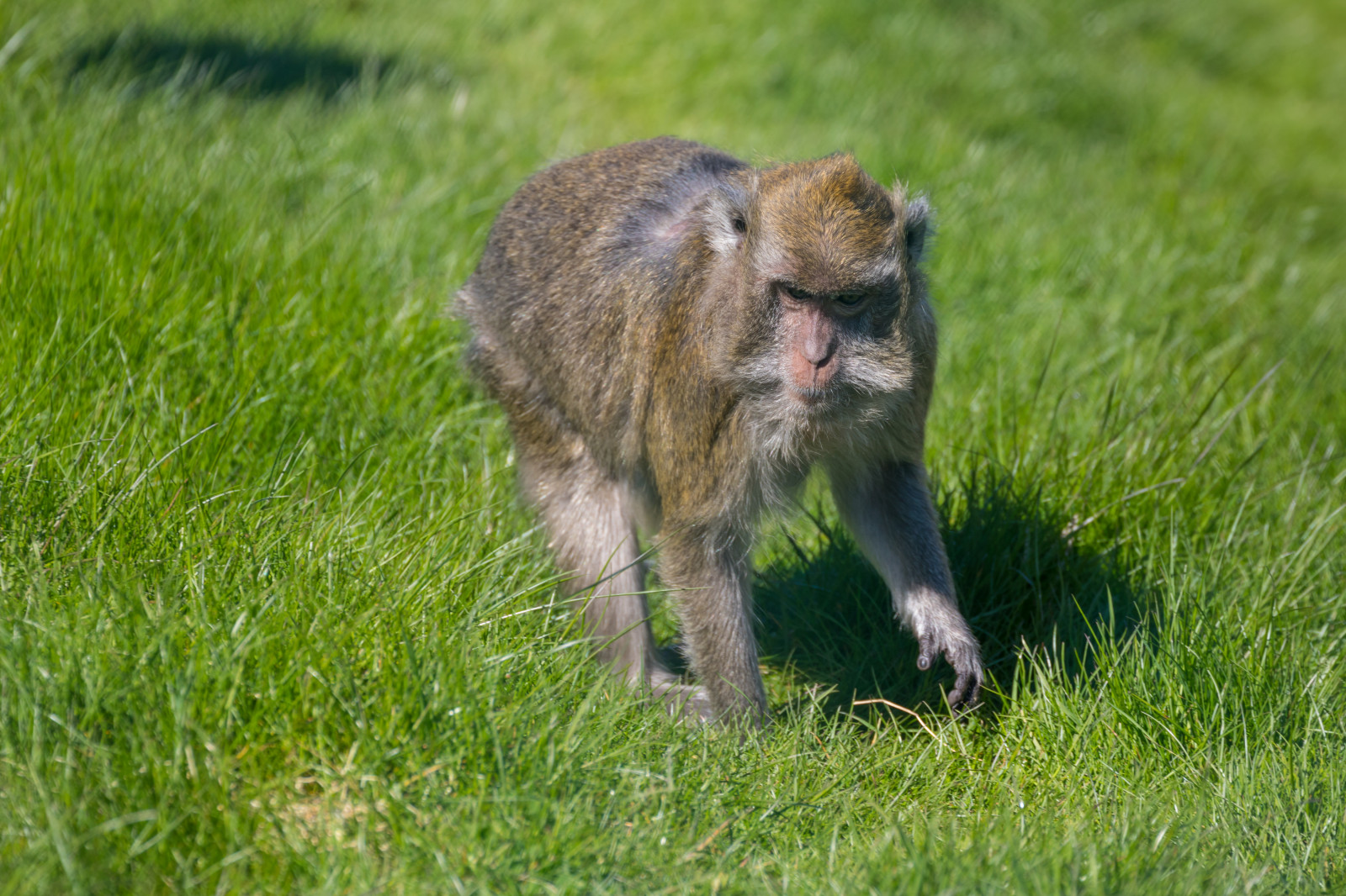 tráva, Volně žijících živočichů, zoologická zahrada, zvíře, DJUR, Djurpark, sk RBY, ystaddjurpark, longtailedmacaque, crabeatingmacaque, macacafascicularis, krabbmakak, makak, fauna, savec, obratlovců, pes jako savec, svišť, opice Starého světa