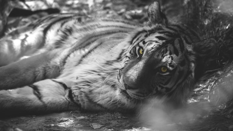 animals, tiger, wildlife, black, monochrome, selective coloring animals, tiger, wildlife, black, monochrome, selective coloring