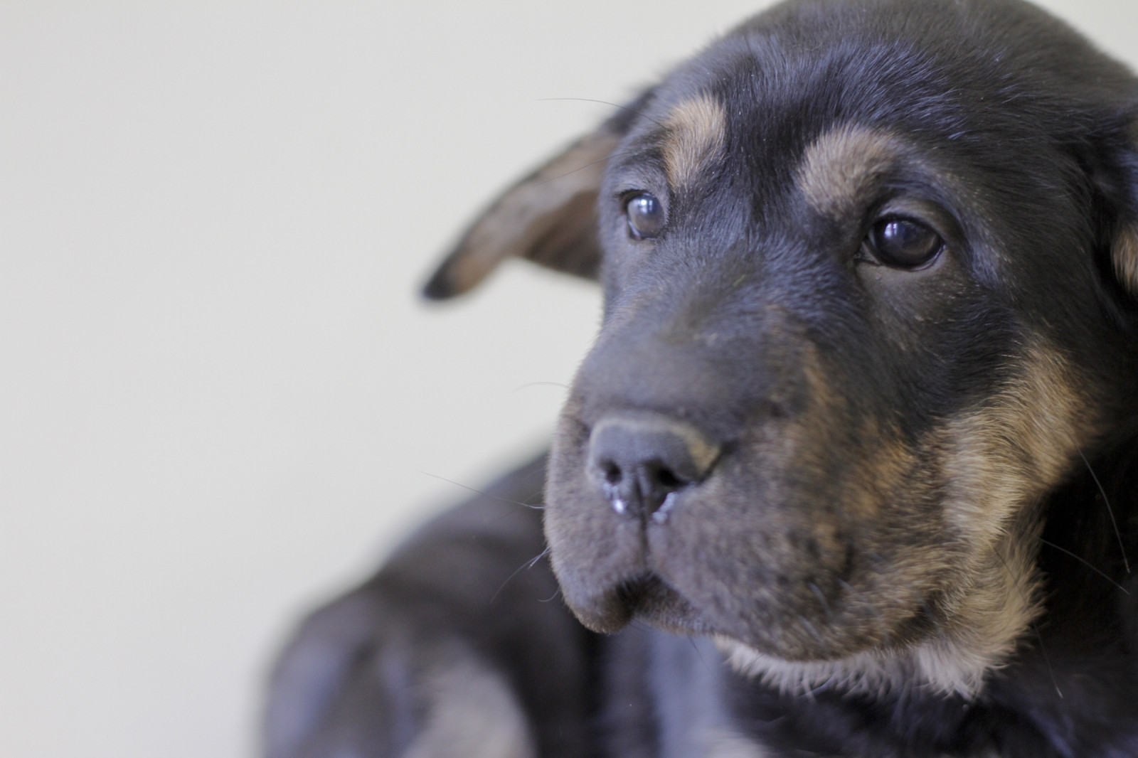 Jordán, štěně, vrásky, Černá, opálení, Rotvajler, rottie, pastýř, Australan, směs, štěně, velký, uši, oči, Tucson, flickr, Petco, petcofoundation, Derek, Marshall