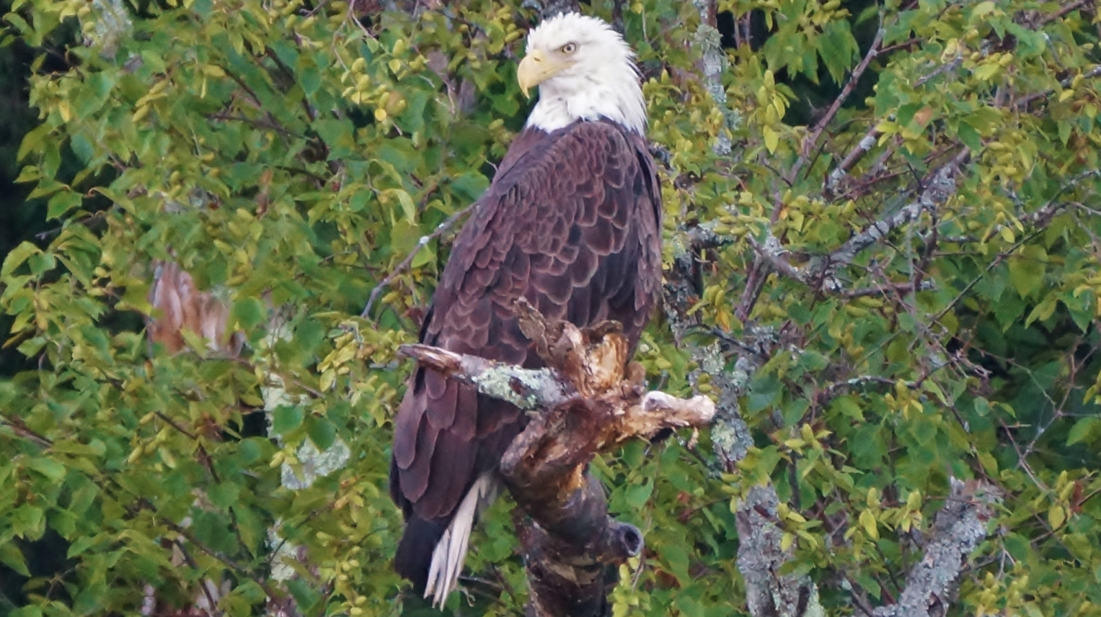 Wallpaper lake, water, branch, wildlife, Sony, bird of prey, bald eagle, Wisconsin, beak
