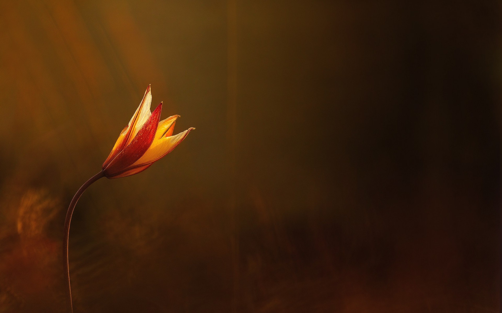 slunečnímu záření, západ slunce, květiny, Červené, odraz, fotografování, žlutý, světlo, podzim, list, květ, rostlina, plamen, tma, okvětní lístek, 1920x1200 px, počítač tapeta, suchozemská rostlina, kvetoucí rostlina, zblízka, makro fotografie