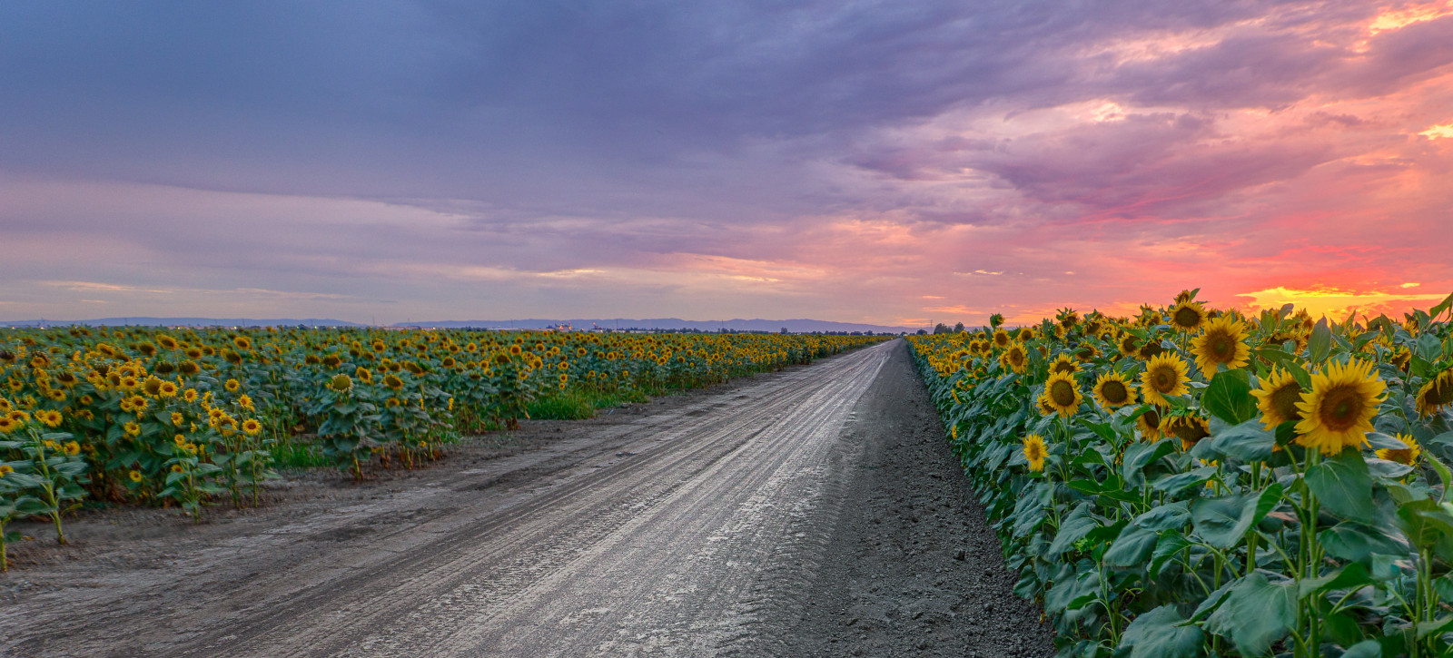 Wallpaper sky, field, flower, sunflower, yellow, wildflower, cloud