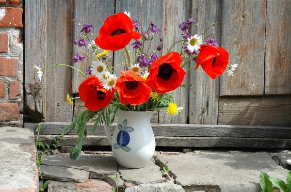 dandelions, flowers, poppies, daisies, field, flower