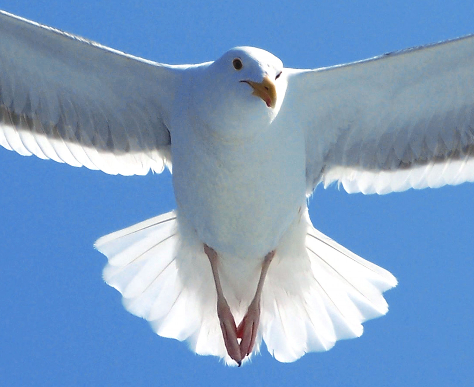 uccello, gabbiano, becco, Gabbiano di aringhe europeo, uccello marino, fauna, cielo, ala, Charadriiformes, piuma, Volo, grande nero gabbiano col dorso, aquilone, natura