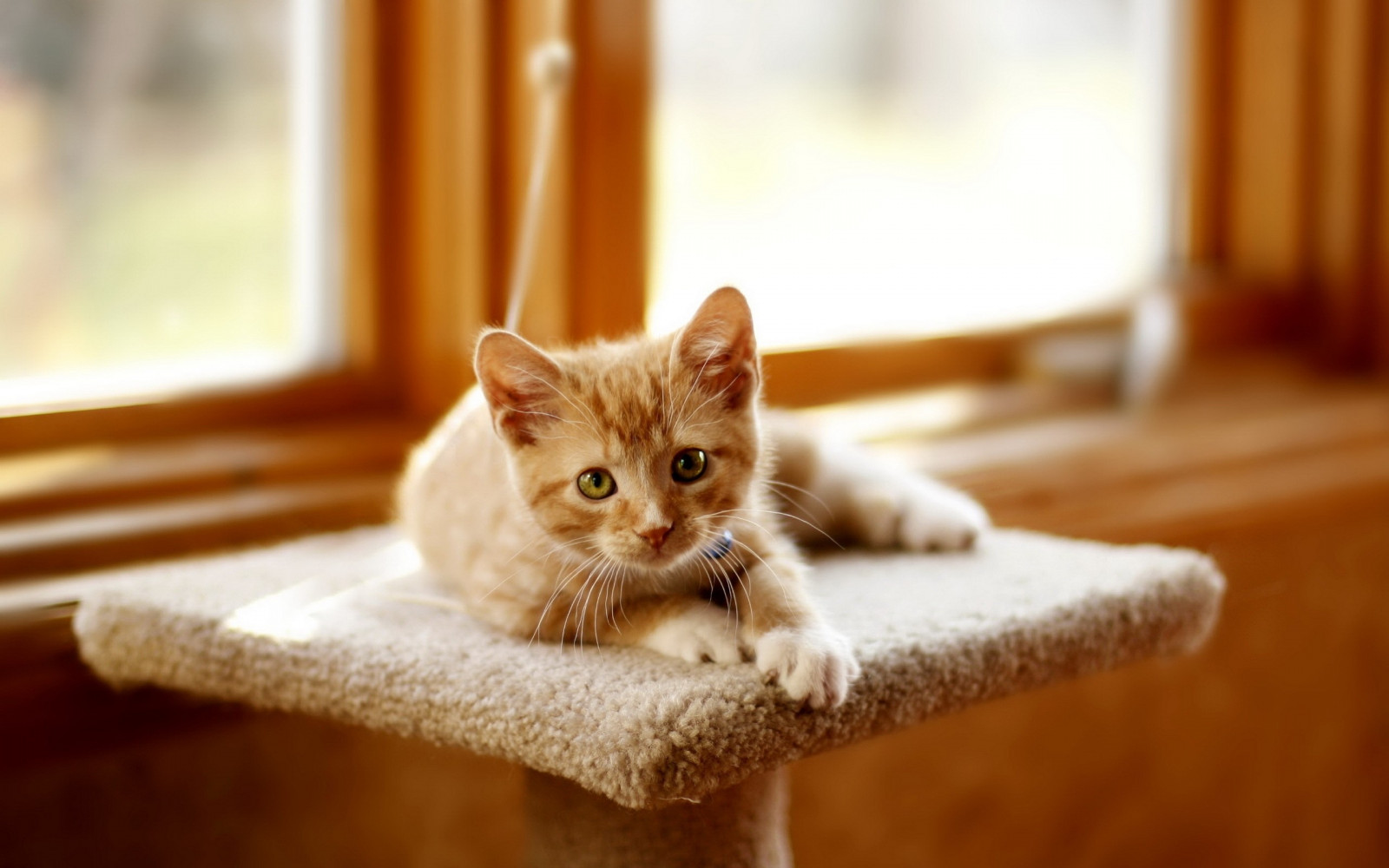 Wallpaper kitten, scratching posts, cat, lie, light 2560x1600