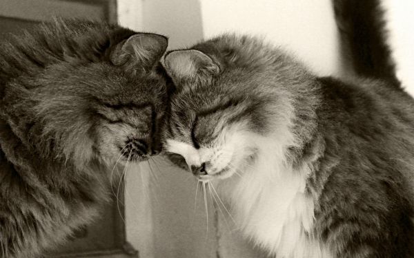 1920x1200 px, cat, couple, cute, happy, hug