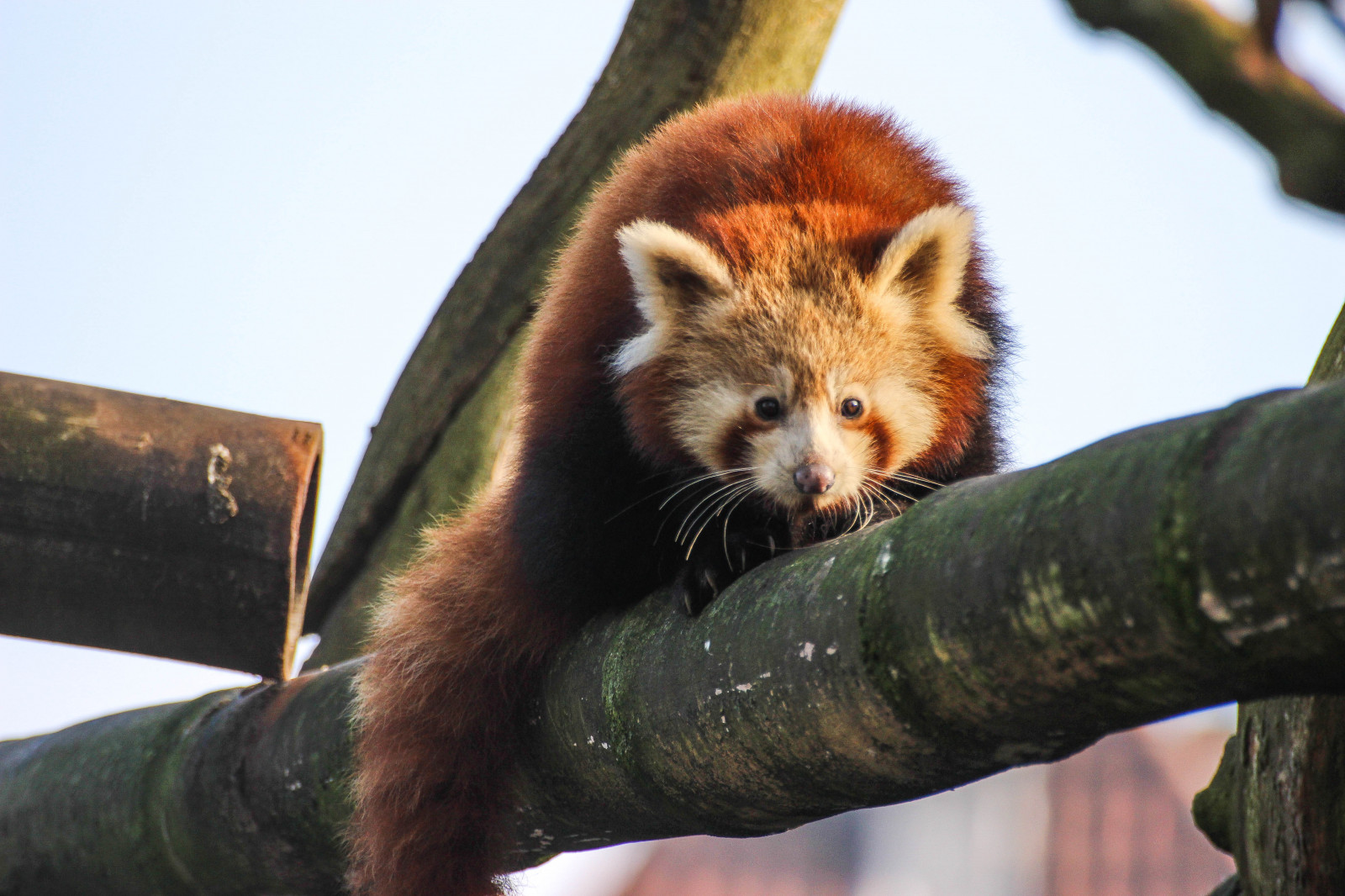 dyreliv, Zoo, whiskers, rød panda, Danmark, København, danmark, k penhamn, k penhavn, copenhagenzoo, k penhamnszoo, k penhavnzoo, rød panda, ailurusfulgens, kattbj rn, r dpanda, fauna, pattedyr, hvirveldyr