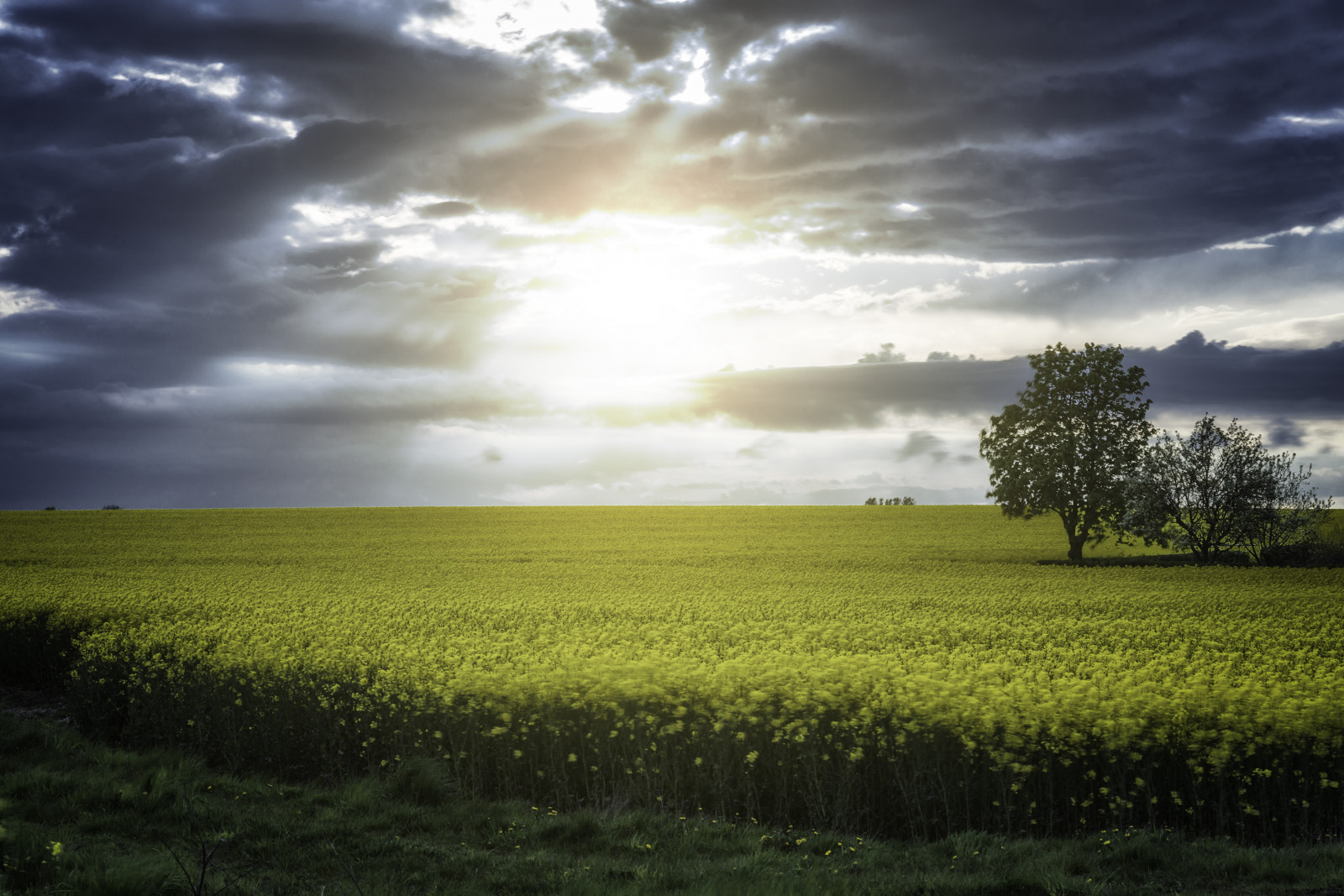 nature, skane, Nikon, Sweden, natur, Sverige, nikkor, nikond800