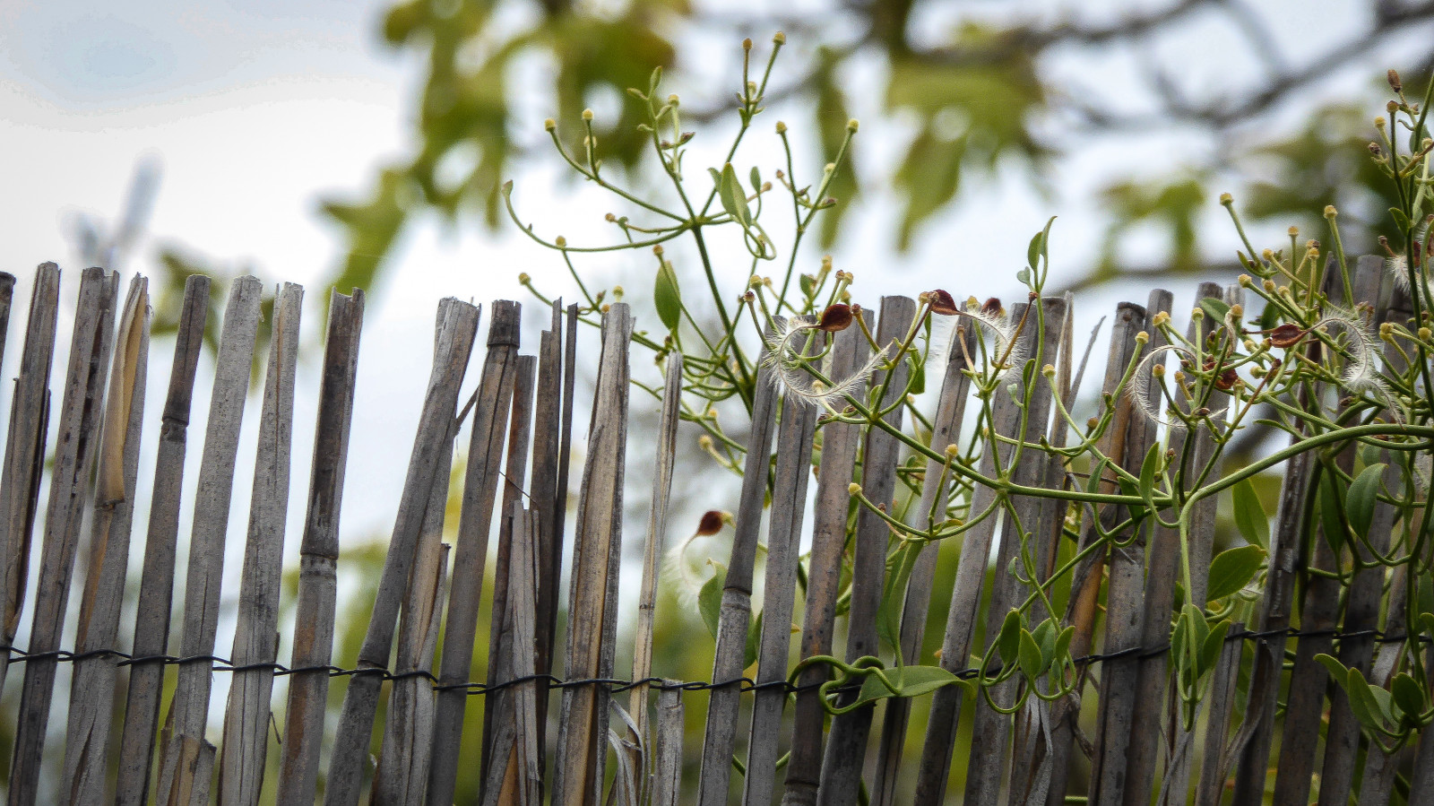 Theen Wallpaper : sky, tree, green, fence, lumix, fig, bokeh, Jasmine, vine ...