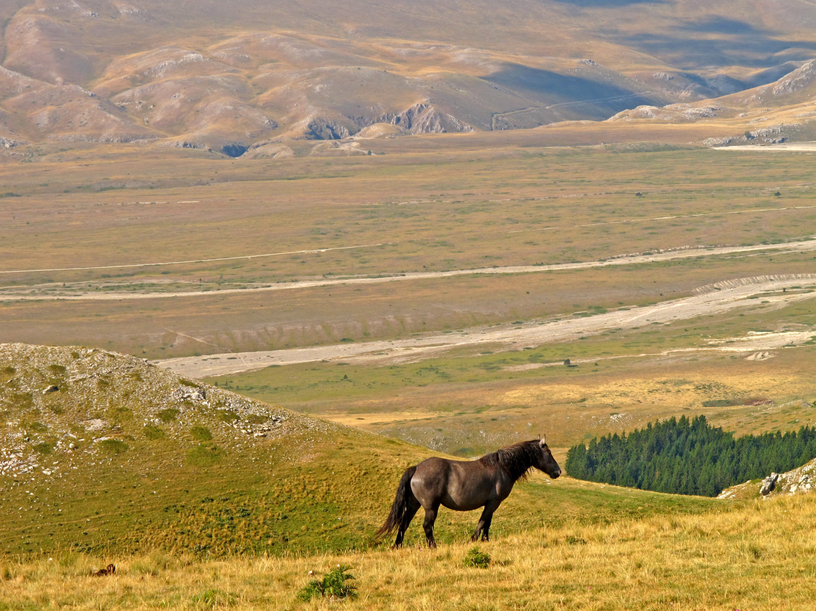 krajina, kopec, kůň, tráva, nebe, pole, Volně žijících živočichů, národní park, divočina, tundra, plošina, step, hora, lučina, hospodářská zvířata, pastvina, stádo, louka, prostý, kůň, vysočina, paesaggio, abruzzo, prérie, ranč, venkov, horských reliéf, ekosystém, tráva rodina, klesl, savana, hříva, kůň jako savci, mustang kůň, křoviny, pack animal, pastvisko, ekoregion, cavallo, Campoimperatore, plant community