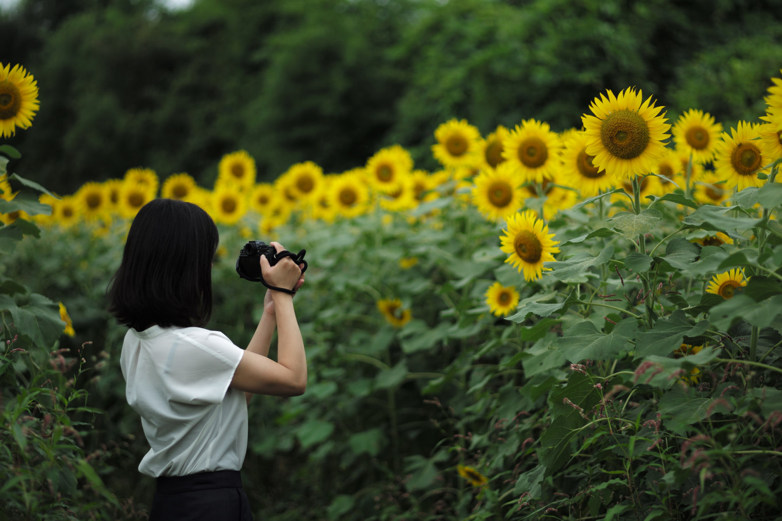 asijský, ženy, ženy venku, slunečnice, fotograf, fotografování
