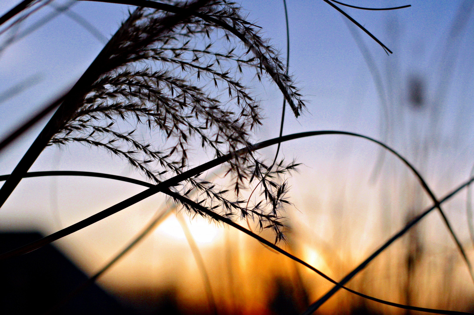 luce del sole, tramonto, natura, riflessione, erba, cielo, ombra, silhouette, ramo, Alba, blu, sera, mattina, Sole, arancia, leggero, nube, albero, autunno, foglia, fiore, pianta, linea, 365, fotografia macro