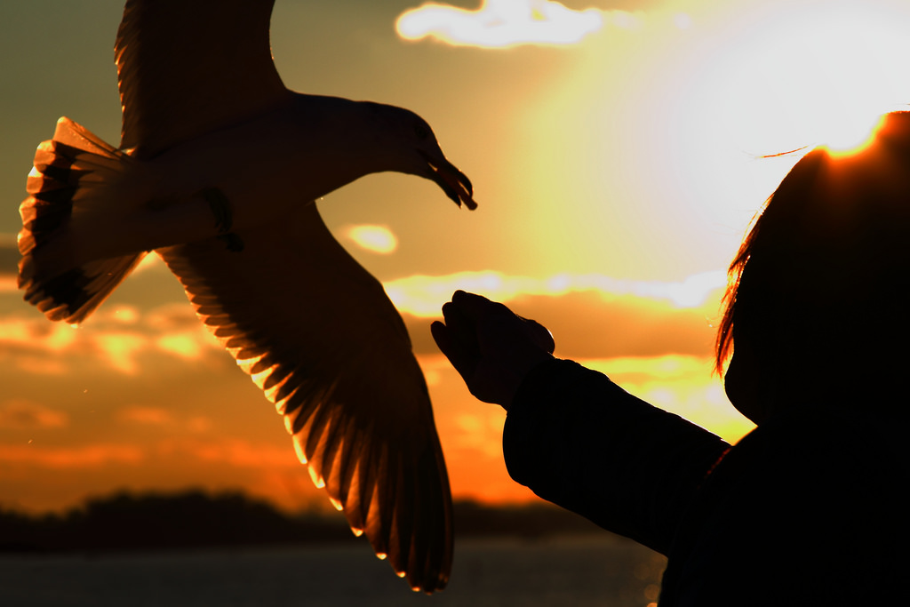 Japonsko, slunečnímu záření, západ slunce, Asie, Příroda, nebe, asijský, křídla, stín, fotografování, silueta, mraky, peří, ráno, slunce, Kánon, japonský, Osoba, Facebook, listopad, Cvrlikání, blogger, 2010, dovolená, UMĚNÍ, světlo, barva, zvíře, cestovat, flickr, pták, žena, racek, dáma, živý, polibek, barvy, prohlídka, racek, výlet, křídlo, obraz, obrázek, eos, geotagged, panoramafotografico, platinumphoto, Gettyimages, thebestofday, digitalcameraclub, násobit, touristspot, livejournal, vox, Friendster, koření, TwitPic, Matsushima, miyagiken, canoneoskissx4