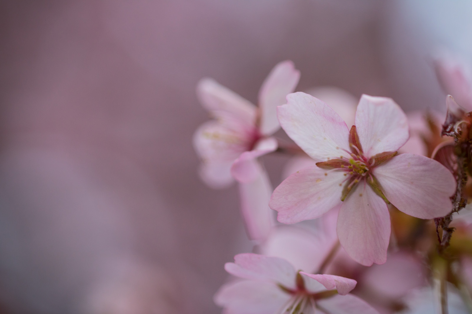 写真, マクロ, ブランチ, 桜の花, 花, ピンク, 春, 花, 工場, フローラ, マクロ, 花弁, ブロム, ロザ, 作物, 開花植物, 閉じる, マクロ撮影