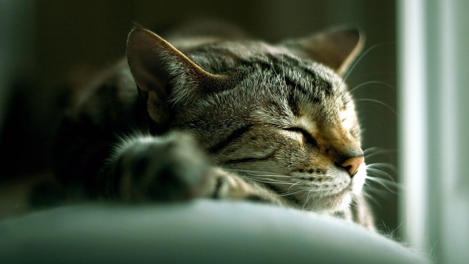 Wallpaper sleeping, nose, striped, whiskers, wild cat, fauna, lying